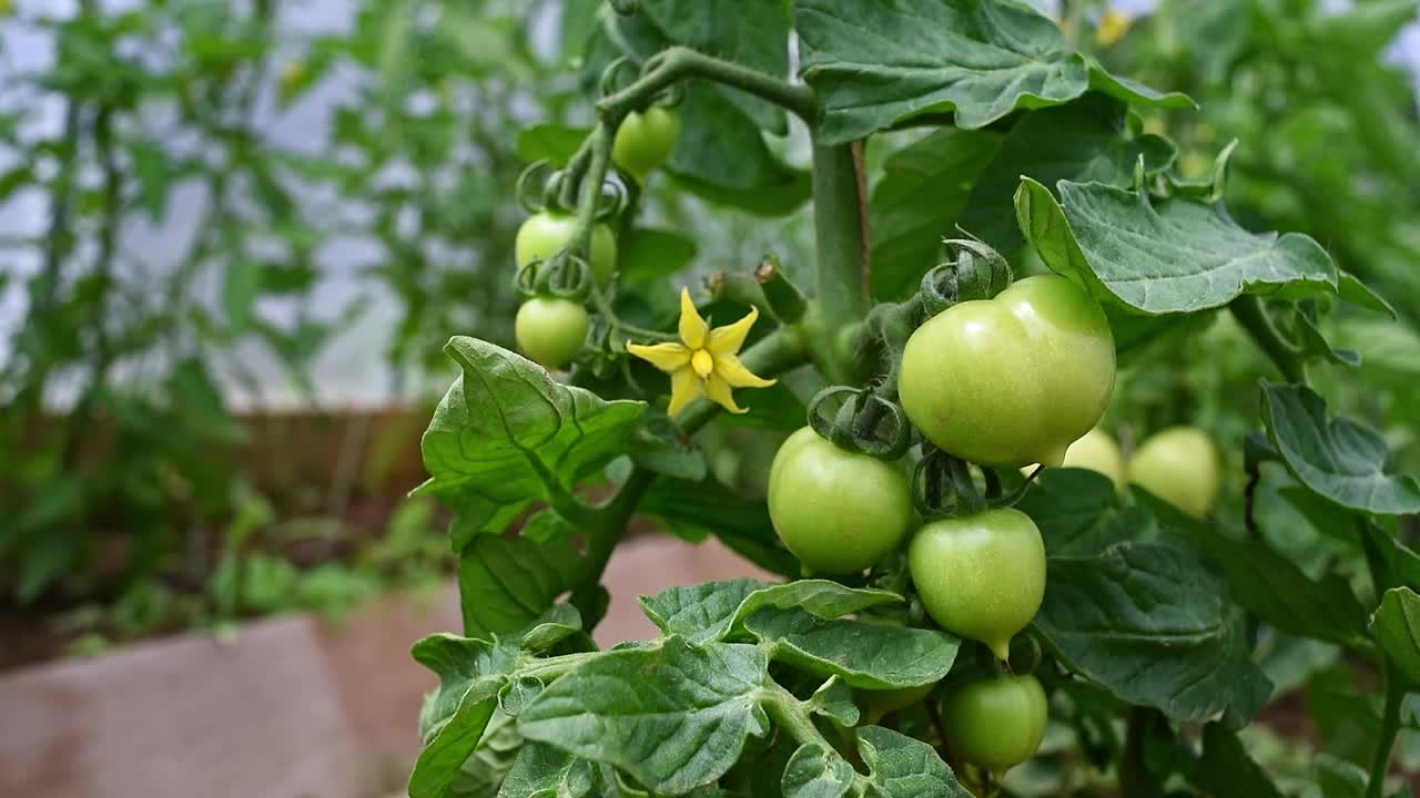 温室里葡萄藤上未成熟的绿西红柿结出的果实视频下载