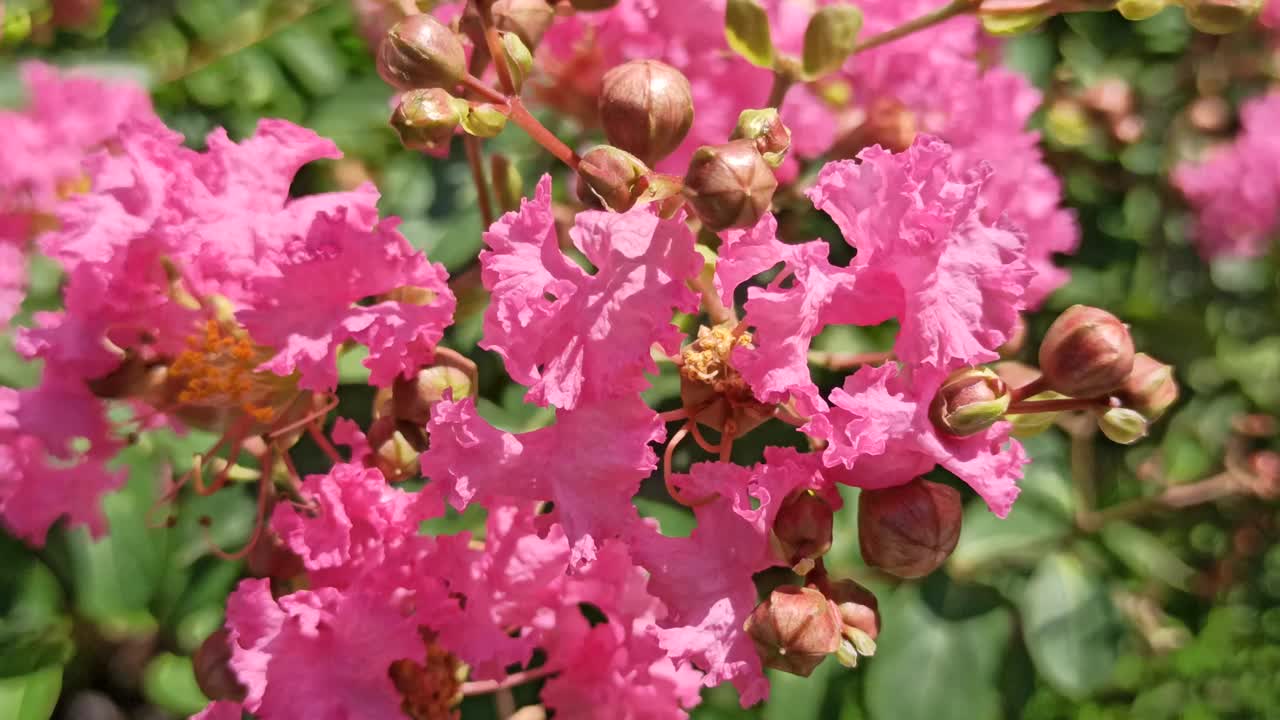 Lagerstroemia花视频素材