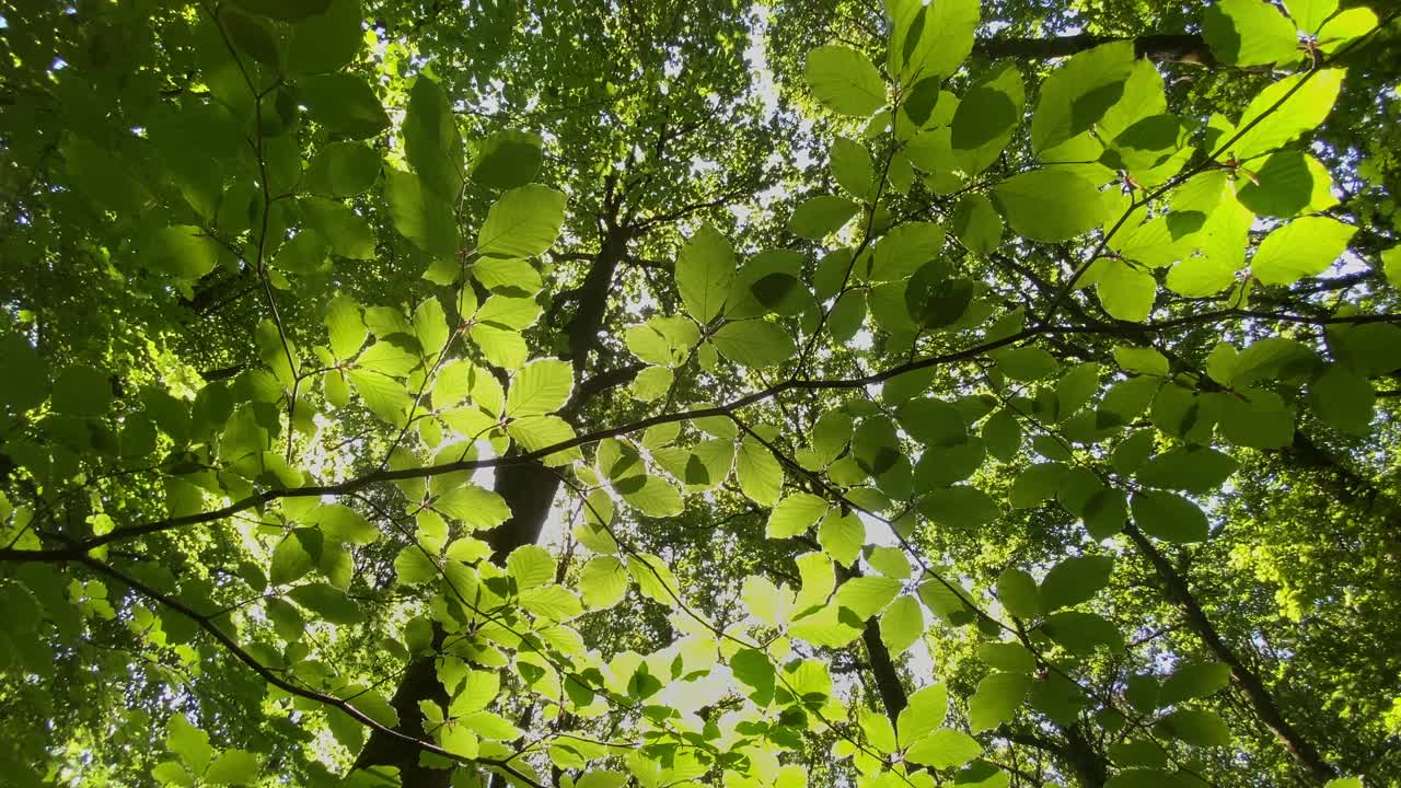 生机勃勃的绿叶被温暖的阳光在林间空地上的背光照射视频下载