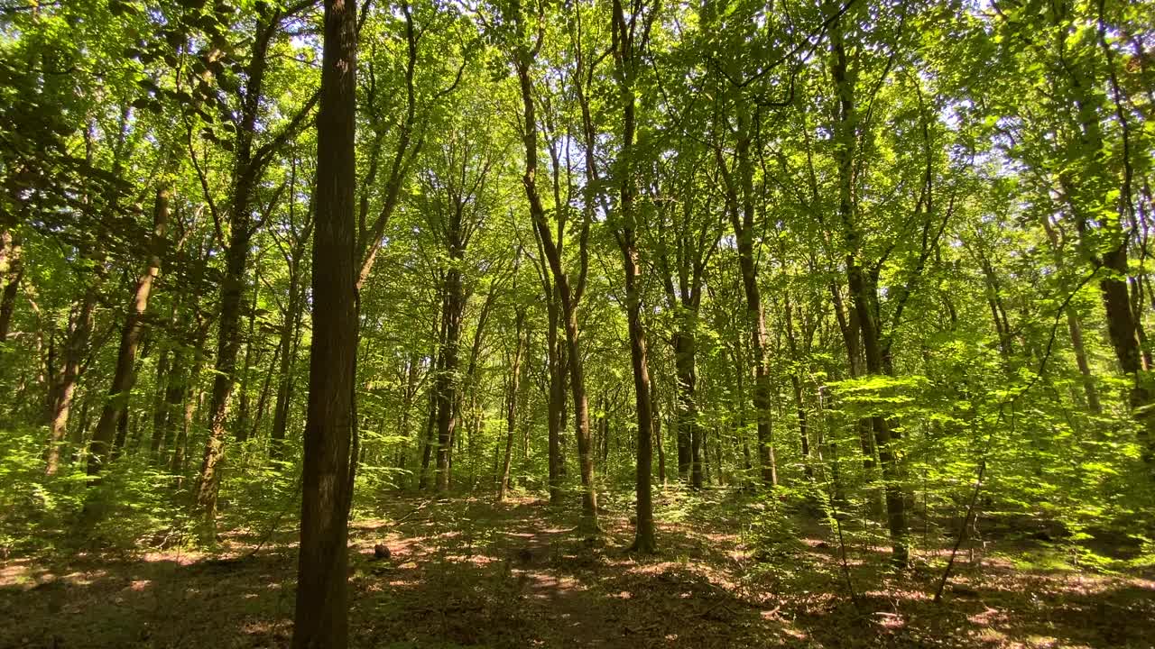 沿着田园诗般的绿色森林林间空地，温暖的阳光斑驳视频下载