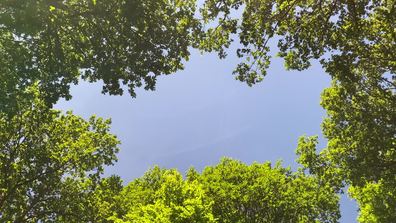 蓝蓝的天空复制空间被绿树成荫的森林包围视频下载