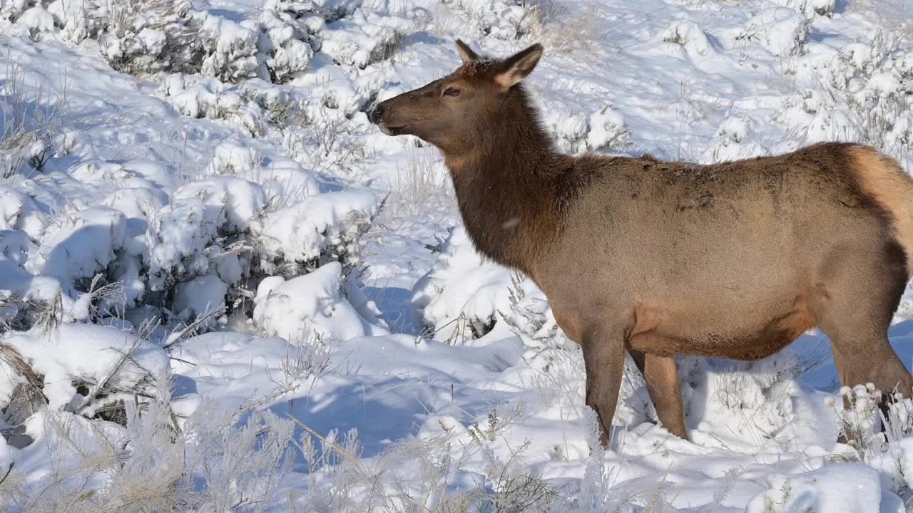 雪中的麋鹿视频下载