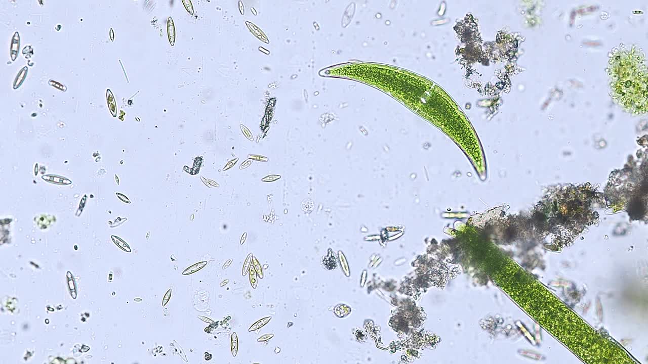 显微镜下的河流中的梭菌和硅藻——光学显微镜x200倍放大视频下载