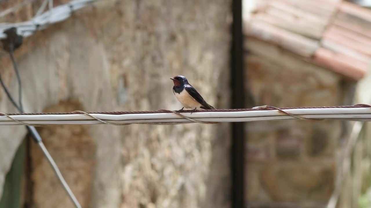 春天燕子鸟栖息在电线电缆上，污染动物栖息地视频下载