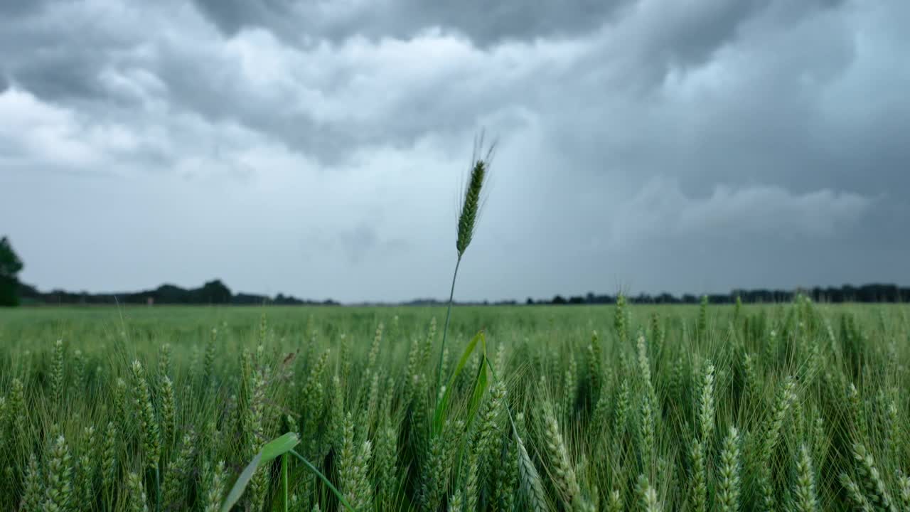 手持拍摄的绿色小麦作物在暴风雨的云层下摇曳视频素材