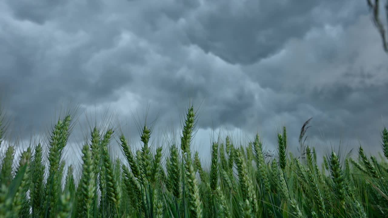 绿麦穗在雨前的乌云下摇曳视频素材