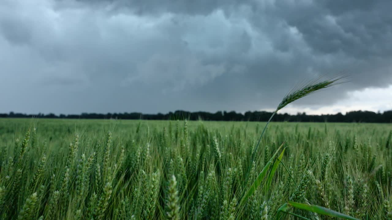 绿色的小麦在雨前的乌云下摇曳视频素材