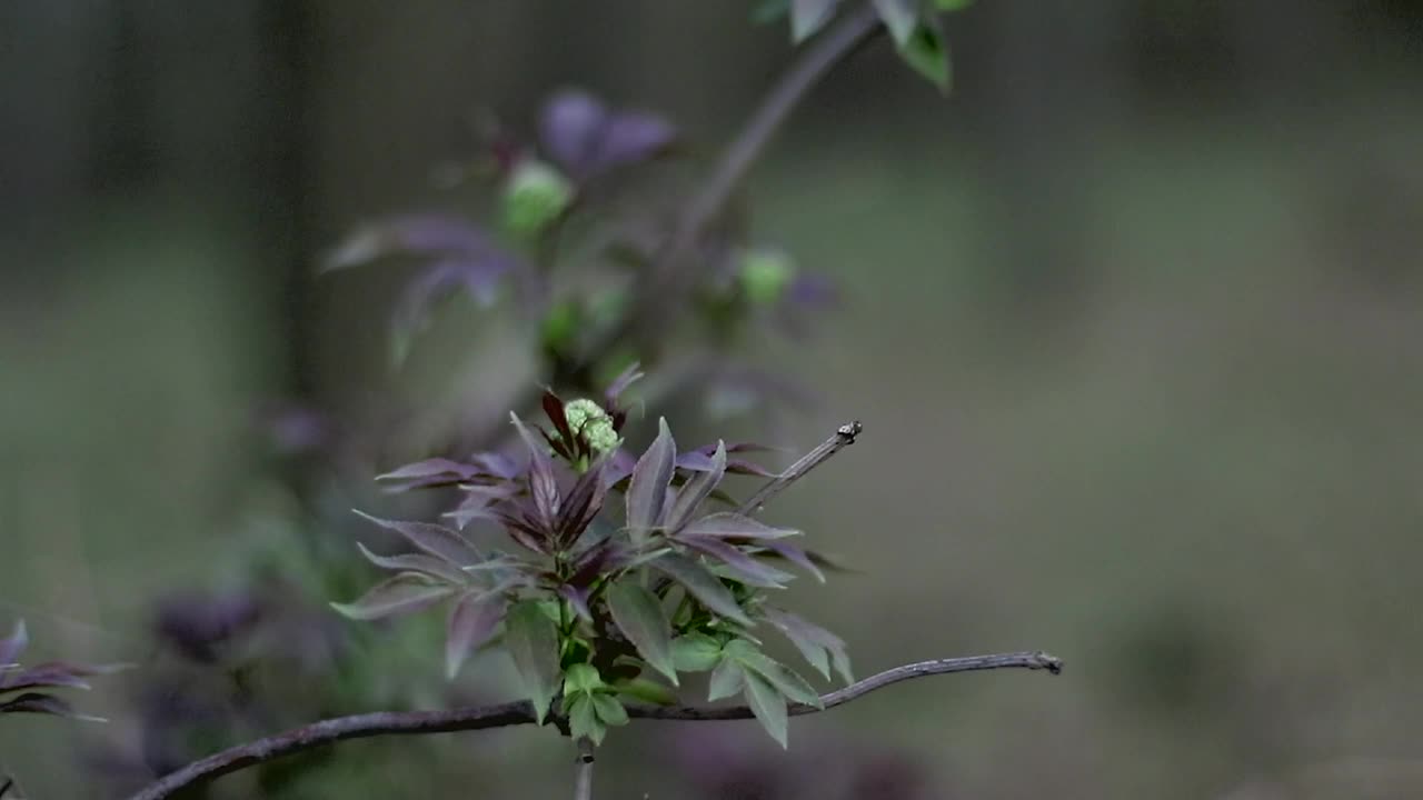 春季林地植物开花视频下载