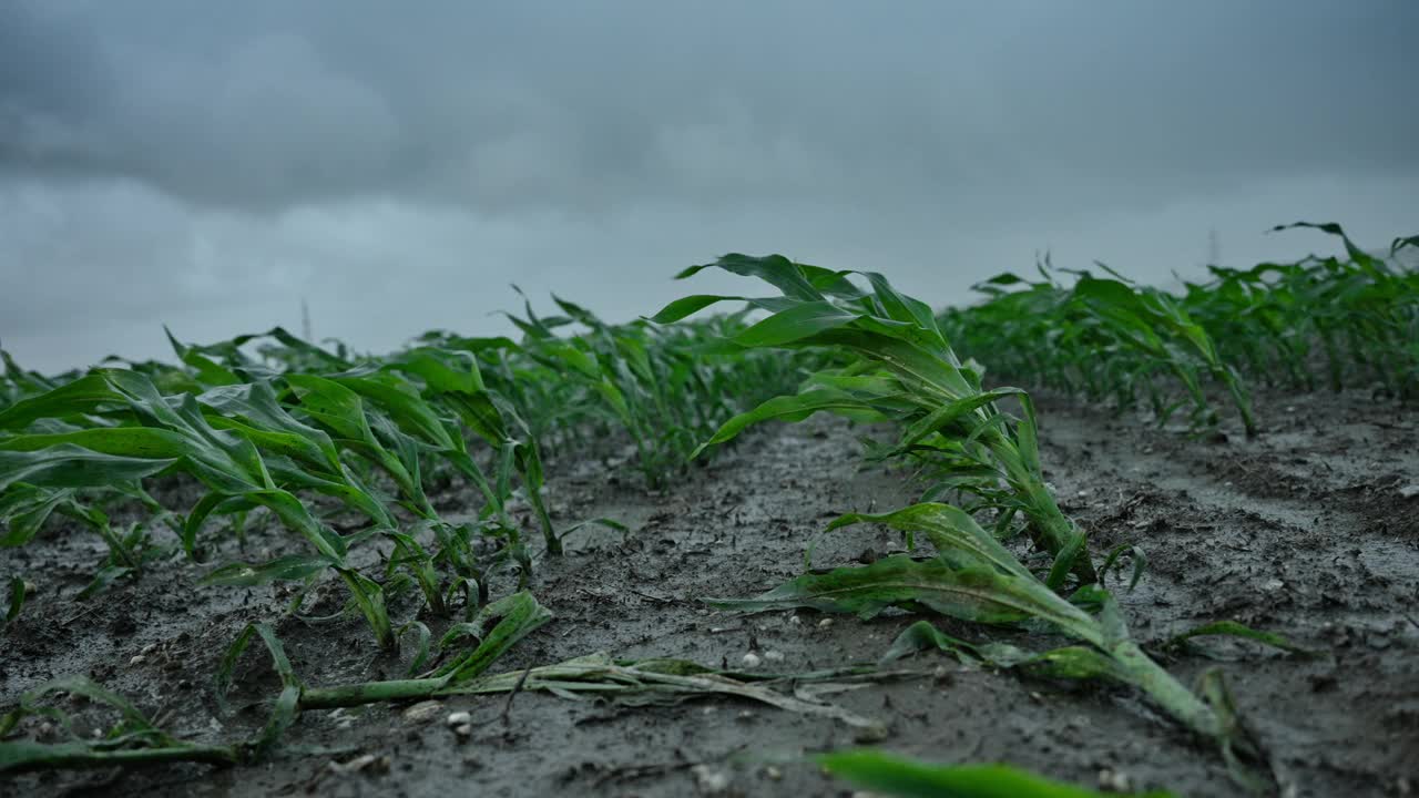 暴风云下的强风和暴雨破坏玉米作物视频素材