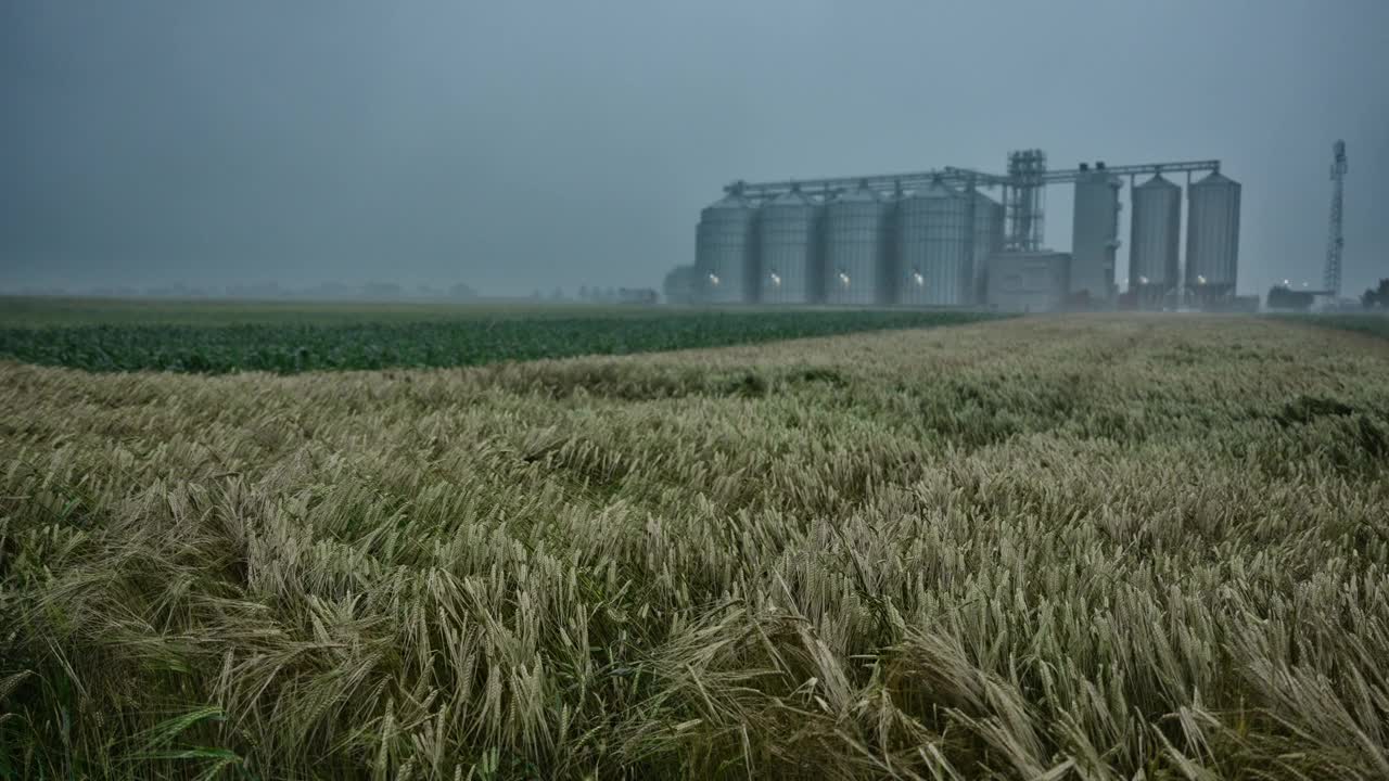 雨季金色的小麦作物在暴风雨中摇摆，背景是谷仓视频素材