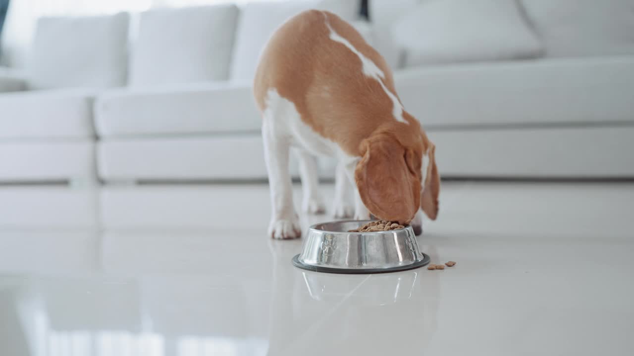 一只可爱的小猎犬小狗在房子地板上的碗里吃东西。萌宠概念视频素材