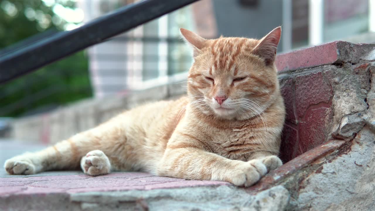 无家可归的姜黄色猫在街上的台阶上甜甜地睡觉。视频下载