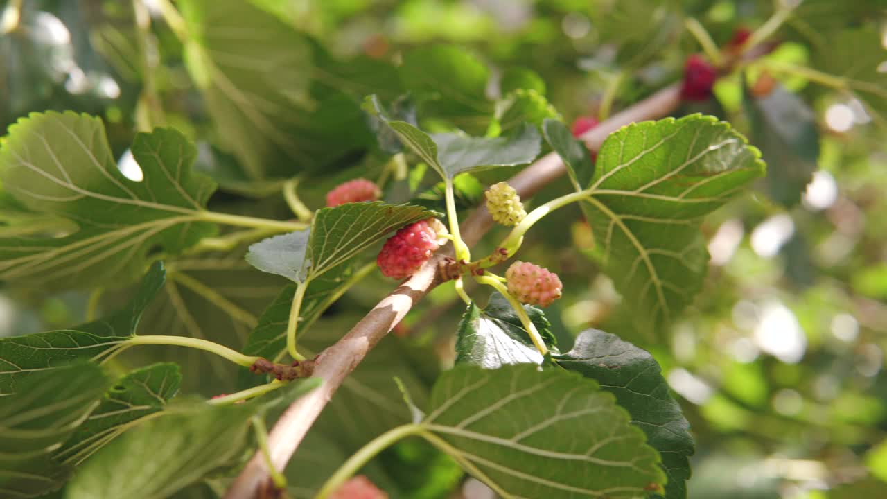 特写黑桑树果实在一根树枝上，收获多汁有用的桑葚。视频下载