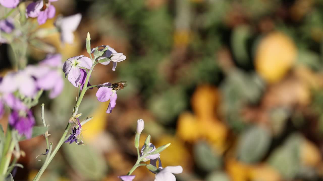 蜜蜂在花园里给花授粉视频素材