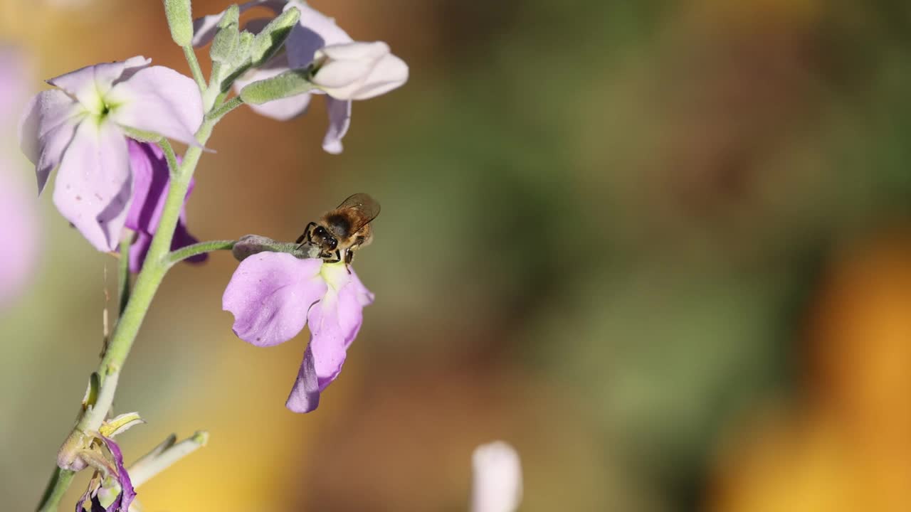 蜜蜂在花园里给花授粉视频素材