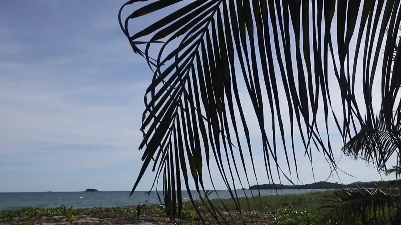 棕榈叶在风中摇曳，在一个僻静的热带海滩(波多黎各旅游目的地旅游度假)，树枝，树叶，加勒比海岸的海浪视频素材