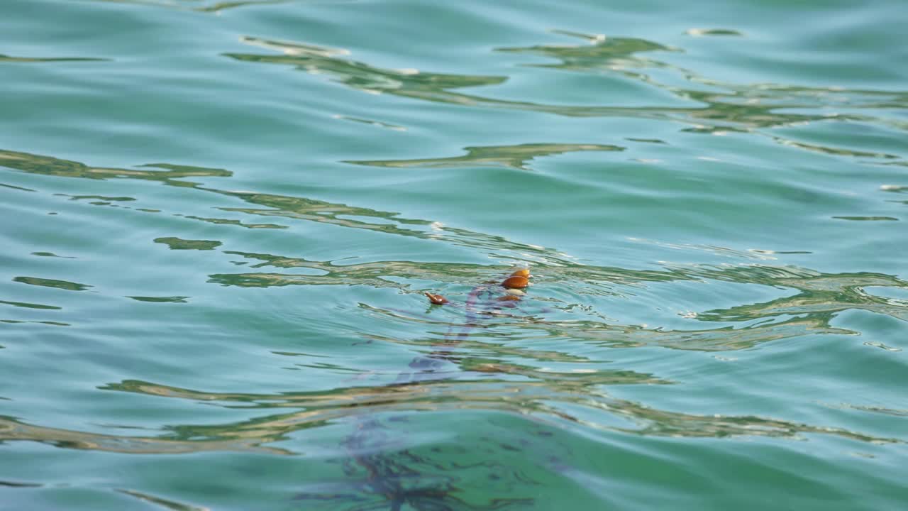 菲力浦湾的浮藻视频素材