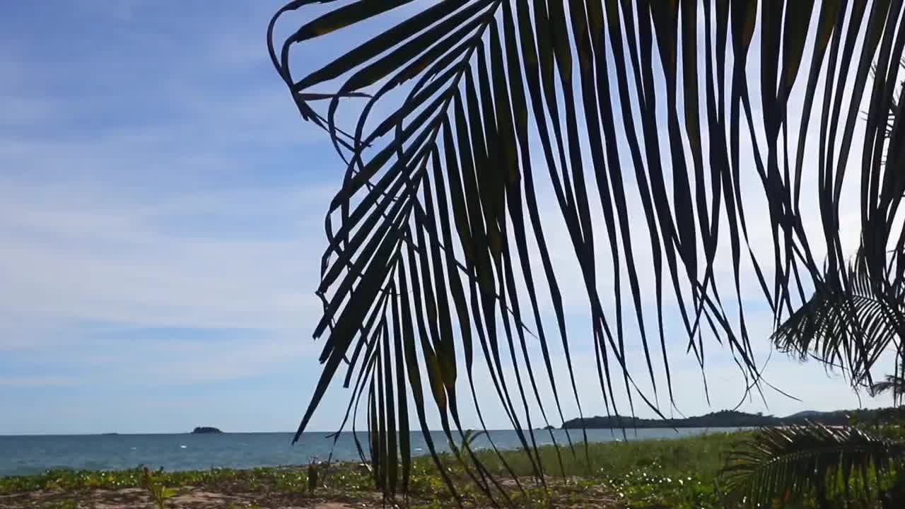 棕榈叶在风中摇曳，在一个僻静的热带海滩(波多黎各旅游目的地旅游度假)，树枝，树叶，加勒比海岸的海浪视频素材