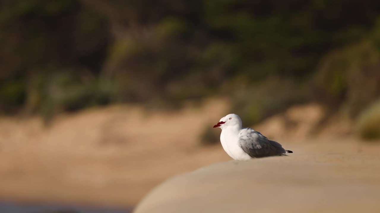 海鸥在海滩上互动视频素材