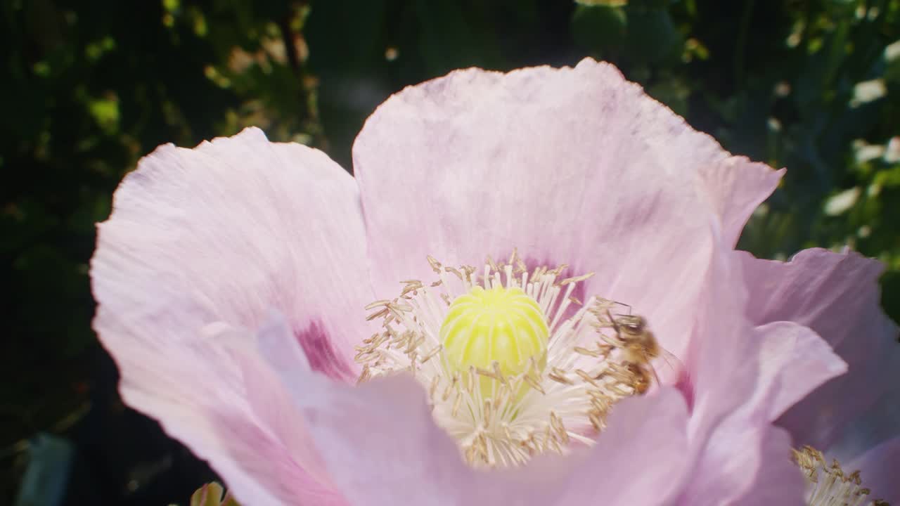 蜜蜂在花园里给一朵粉红色的罂粟花授粉。特写镜头。自然与野生动物概念视频下载