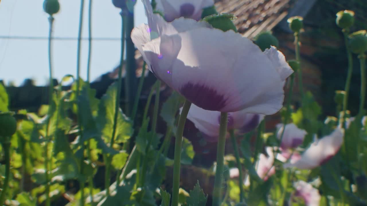 在阳光明媚的花园里，一只蜜蜂正在给一朵粉红色的罂粟花授粉。特写镜头。自然与野生动物概念视频下载