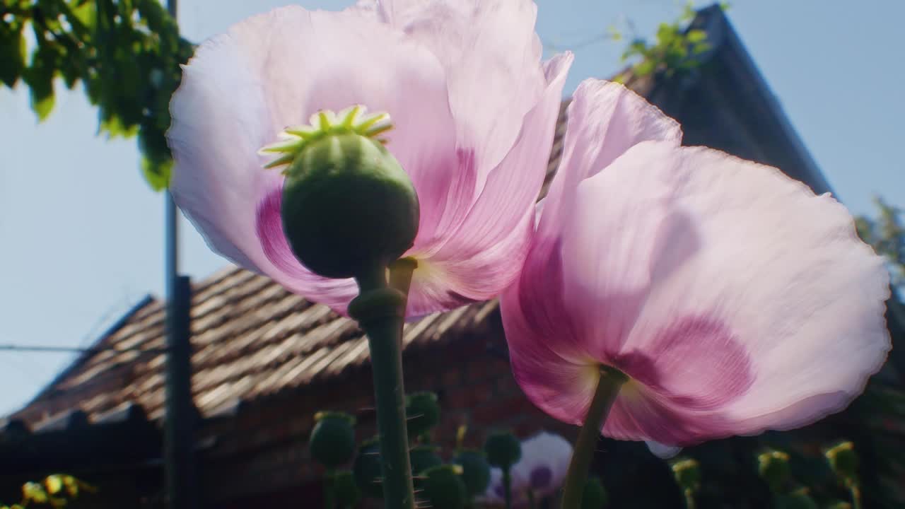 两朵粉红色的罂粟花和一个绿色的种子荚，映衬着花园里的蓝天。特写镜头。自然与植物概念视频下载