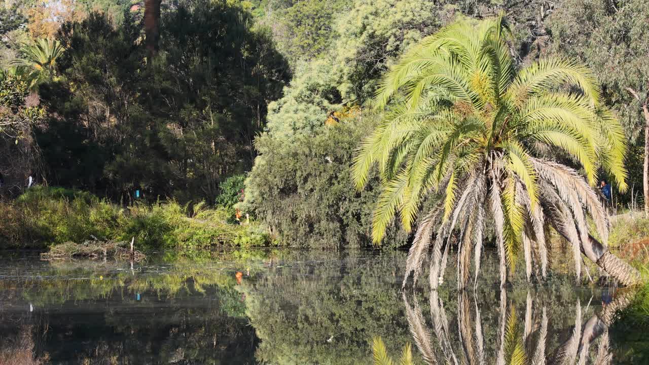 漫步在植物园湖畔视频素材