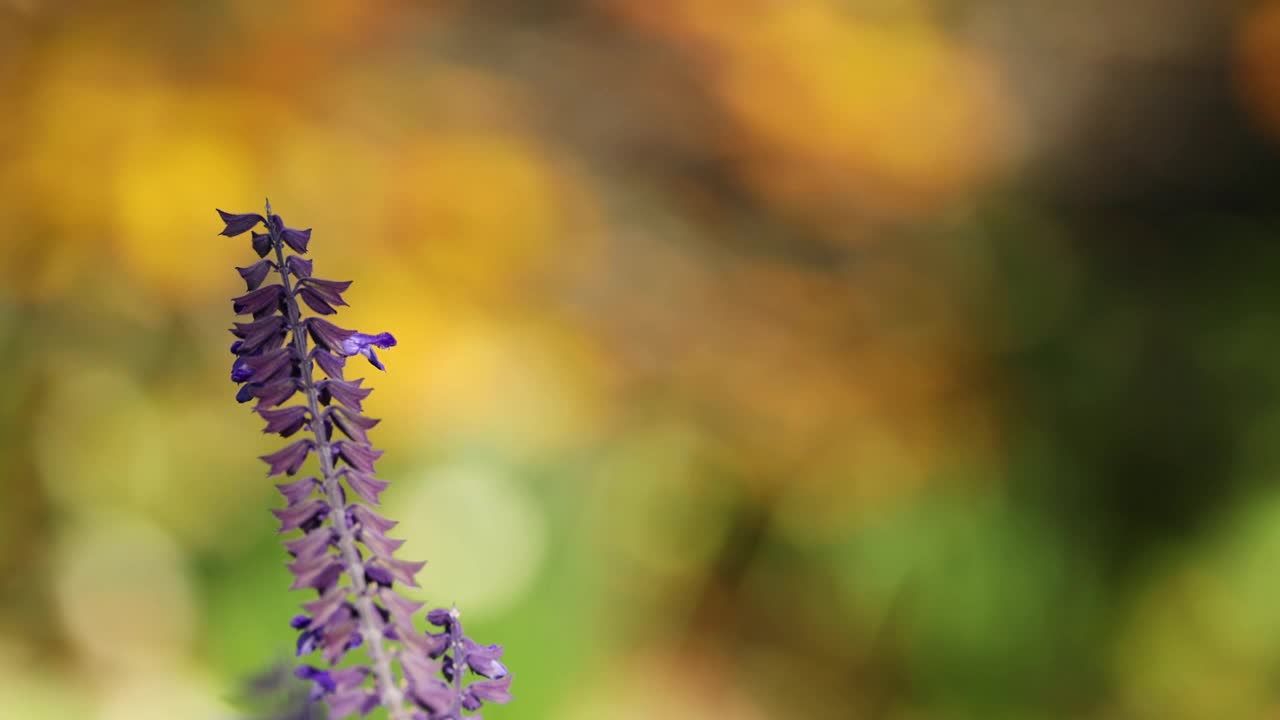 聚焦薰衣草花视频素材