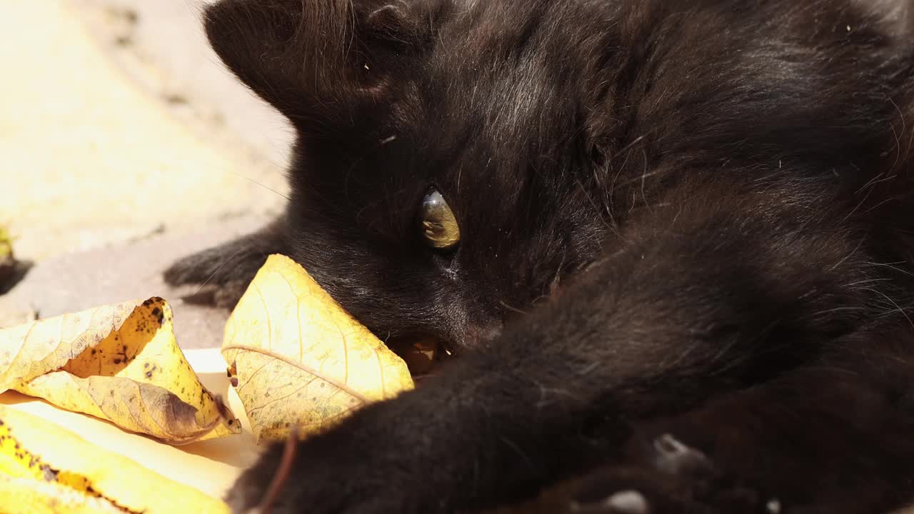 这是一只黄色眼睛的家养黑猫在户外阳光下玩秋叶的照片。视频下载