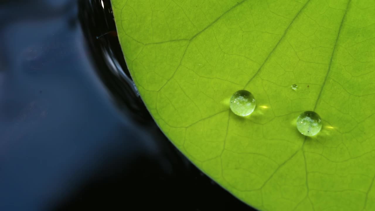 绿色的荷叶上有水滴视频素材