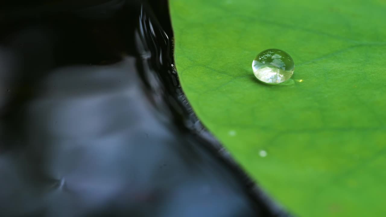 绿色的荷叶上有水滴视频素材