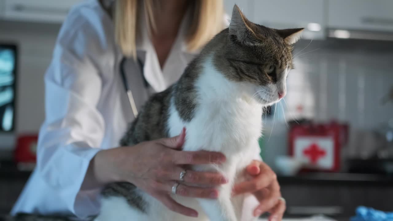 专业兽医检查宠物猫探查和抚摸毛茸茸的朋友视频素材