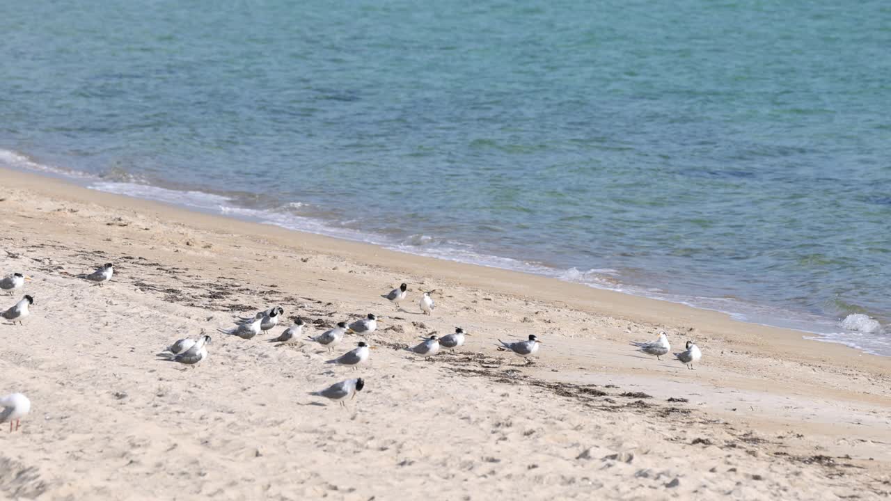 海鸥在莫宁顿半岛海滩休息视频素材