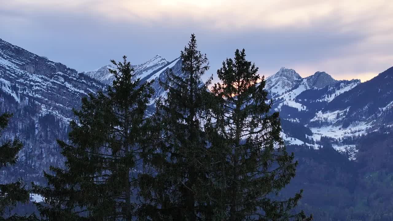 瑞士阿尔卑斯山雪峰后面的日落，松树在前景视频素材