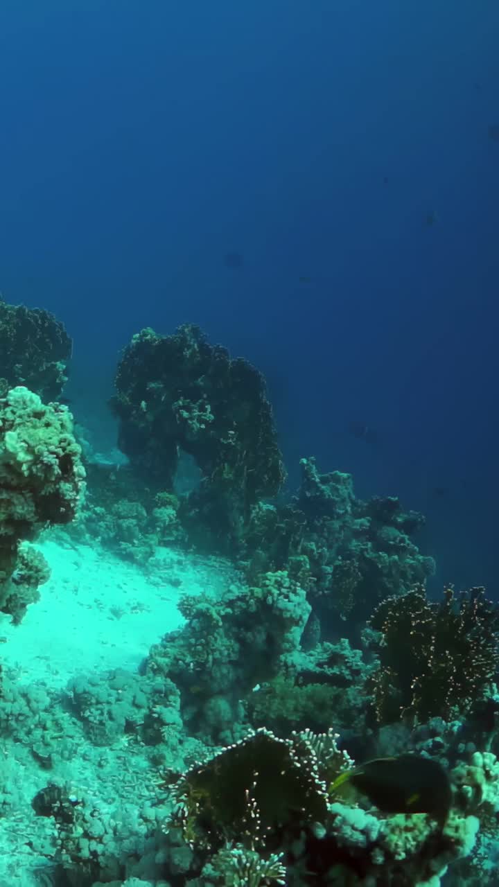 有珊瑚和岩石的蓝色海洋视频下载