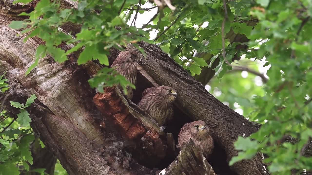 红隼幼鸟啁啾视频下载