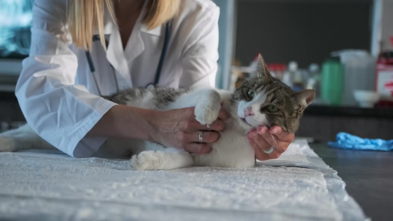 在兽医诊所，兽医在手术后给猫按摩视频素材