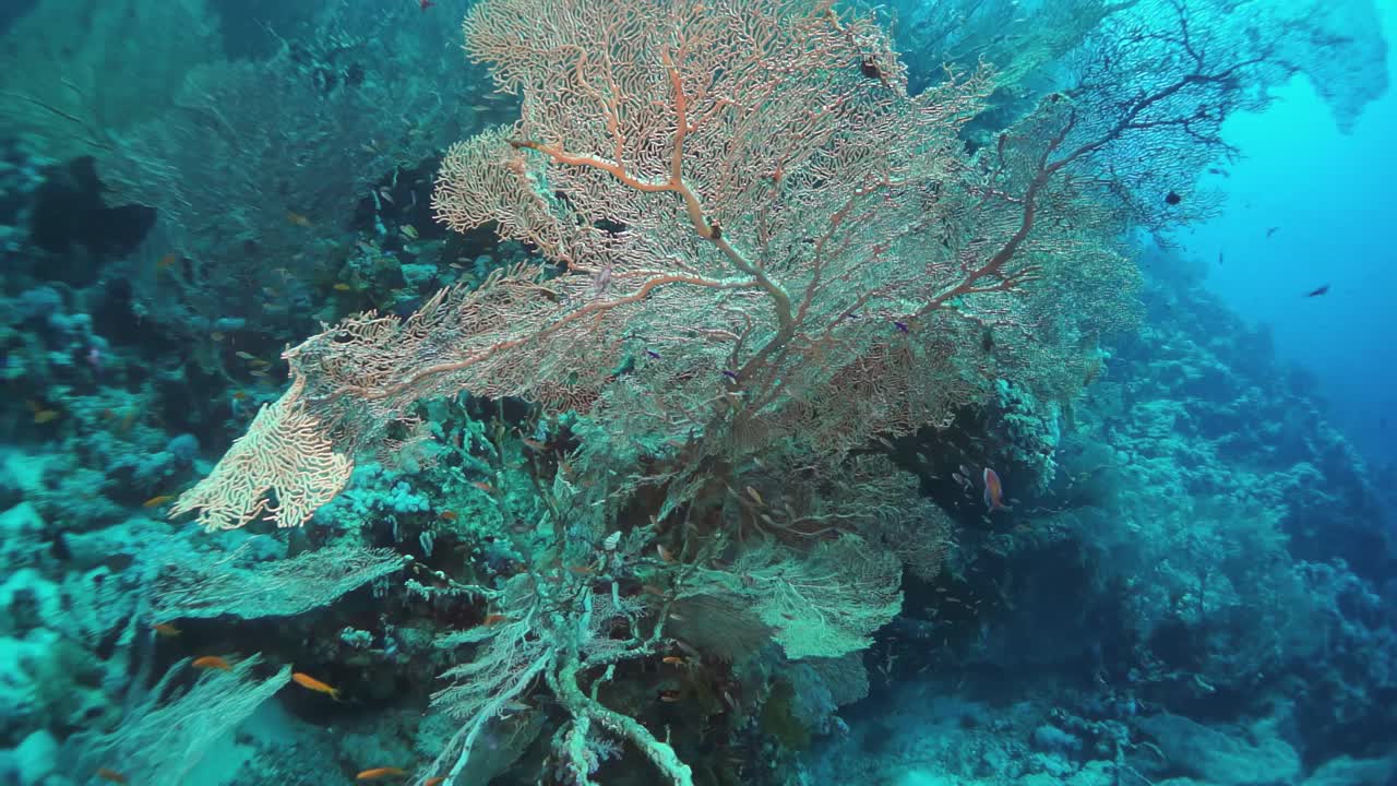 珊瑚礁生态系统是海扇珊瑚的家园，充满了海洋生物视频下载