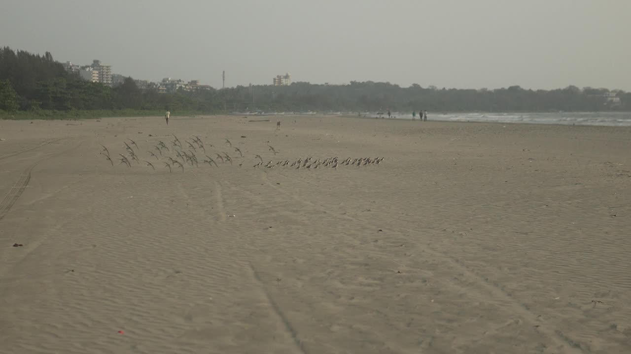 在一个雾蒙蒙的早晨，一群鸟飞过无人的海滩视频素材