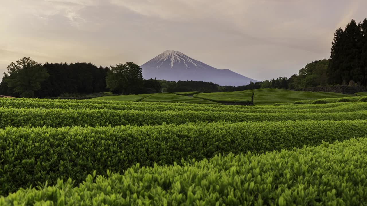 富士市小渊佐叶鲜绿茶田与富士山夜景延时拍摄视频下载