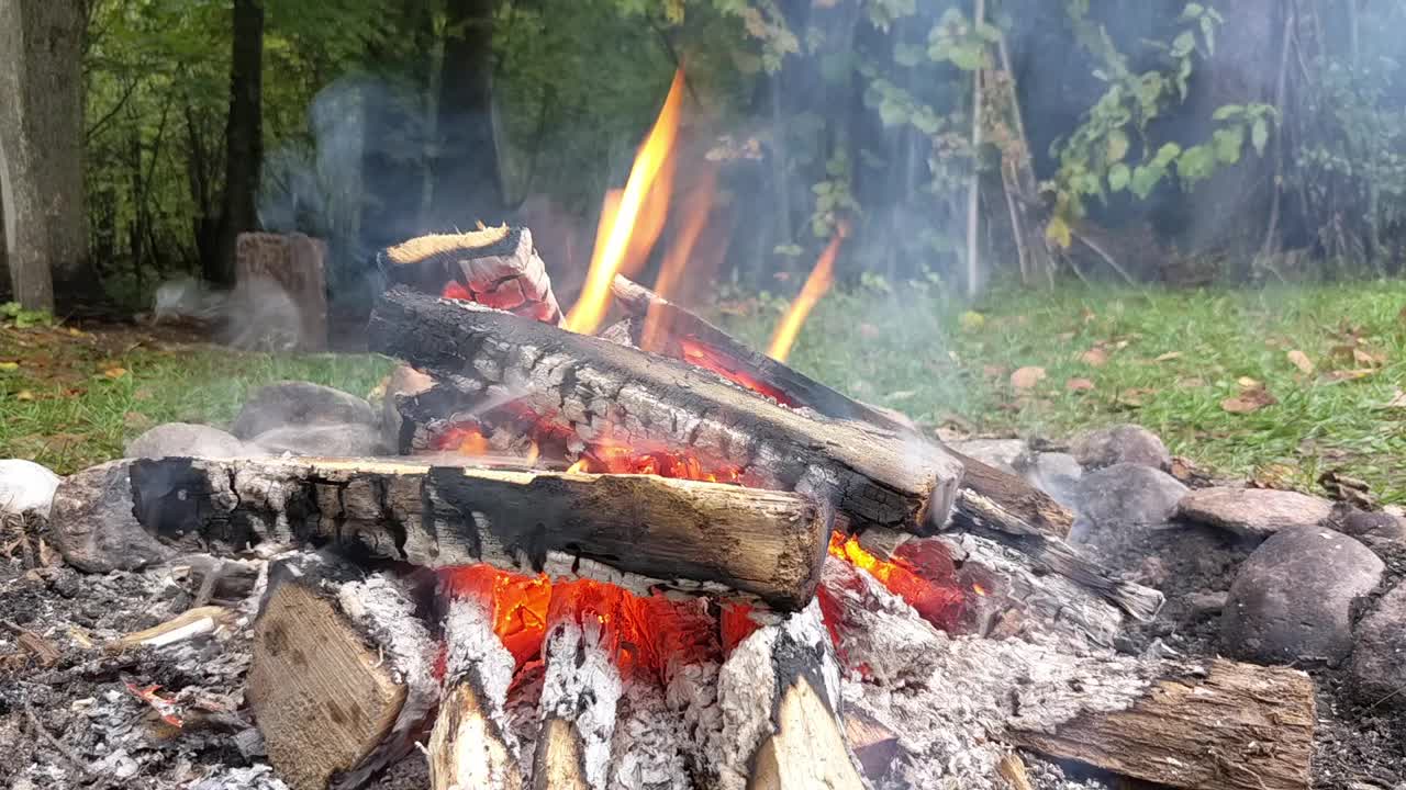 篝火。树林里有火在燃烧视频下载