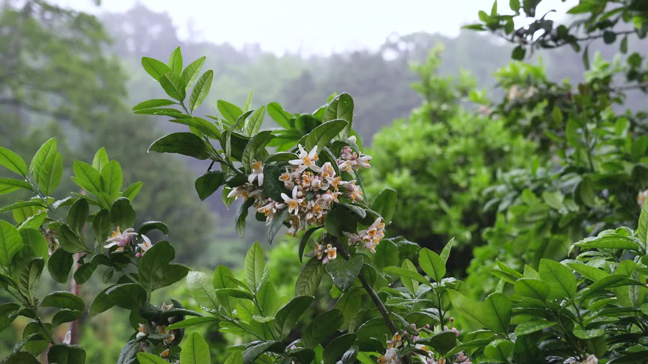 热带雨中潮湿盛开的柑橘树叶子和花朵。雨滴落在橘子树上视频素材