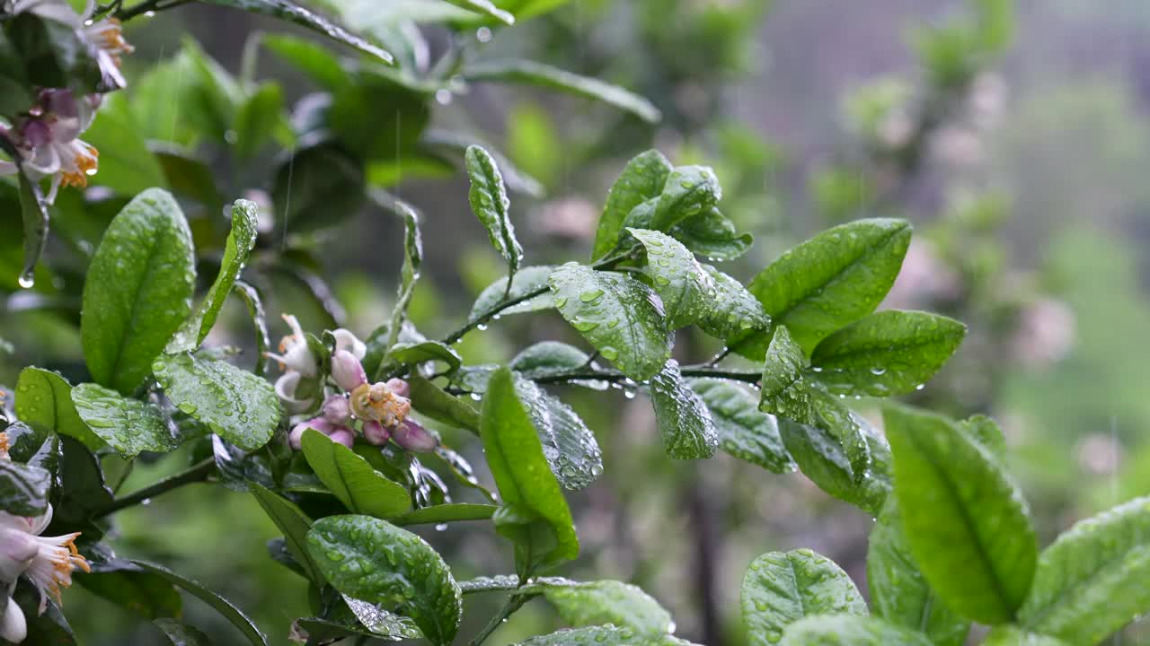 热带雨中潮湿盛开的柑橘树叶子和花朵。雨滴落在橘子树上视频素材