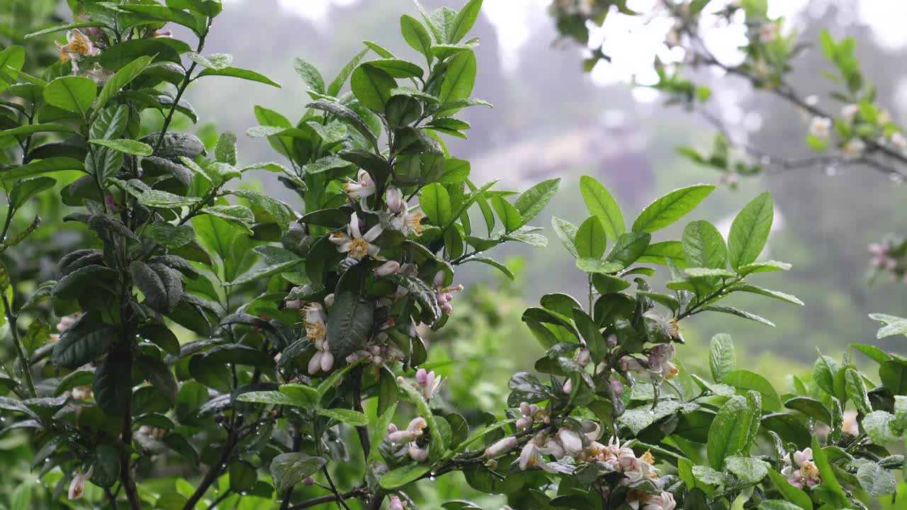 热带雨中潮湿盛开的柑橘树叶子和花朵。雨滴落在橘子树上视频素材