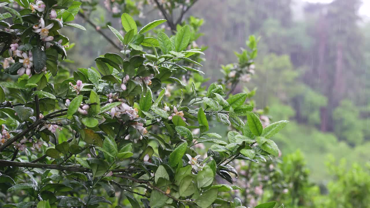 热带雨中潮湿盛开的柑橘树叶子和花朵。雨滴落在橘子树上视频素材