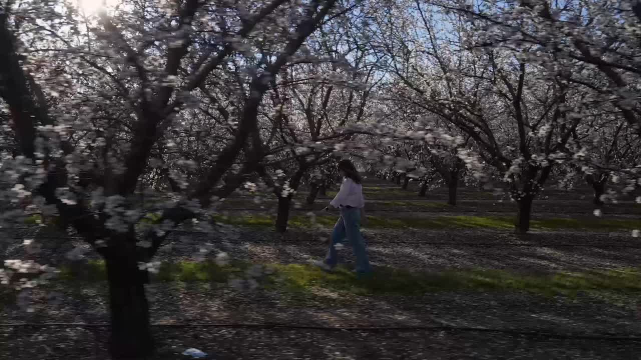 一名女子在春日明媚的日子里走在盛开的杏树丛中视频下载