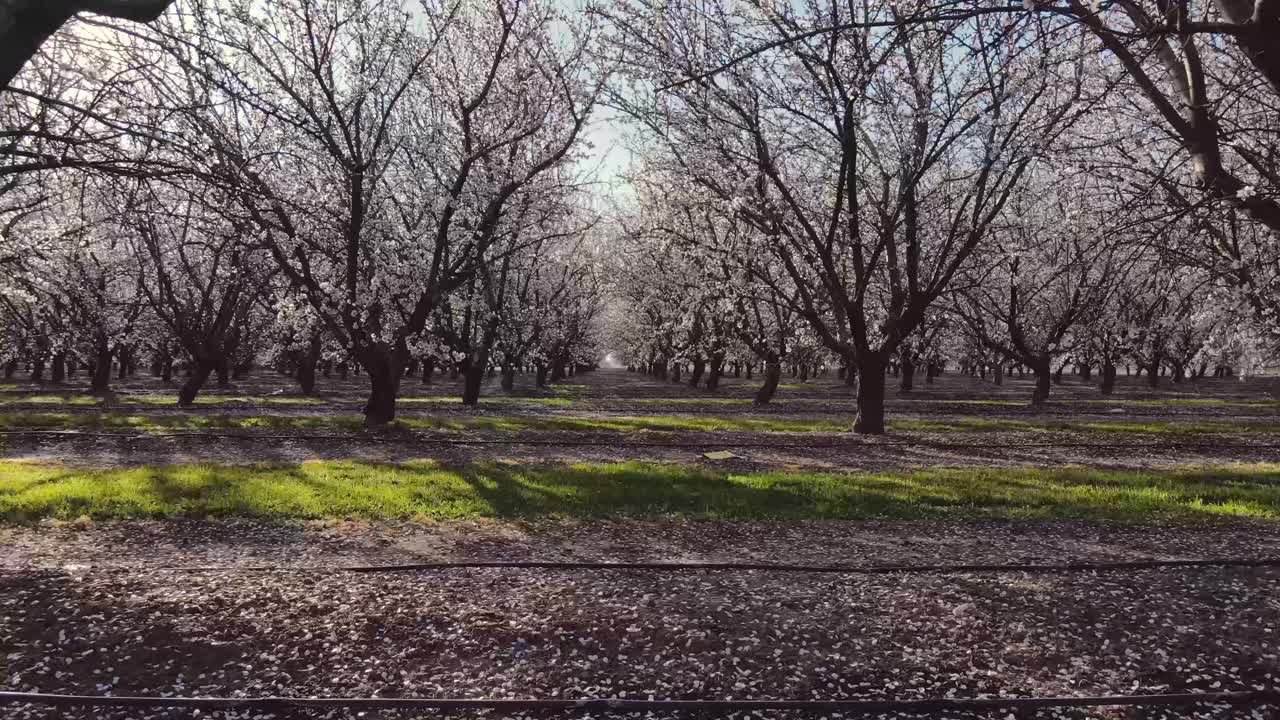 在加州莫德斯托的一个春日里，一排排盛开的杏树视频下载