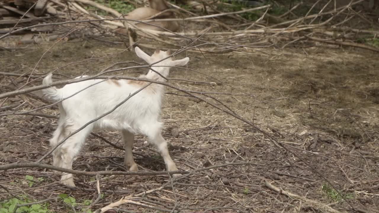 一只长着小角、白毛的小山羊在农场里走来走去。视频素材