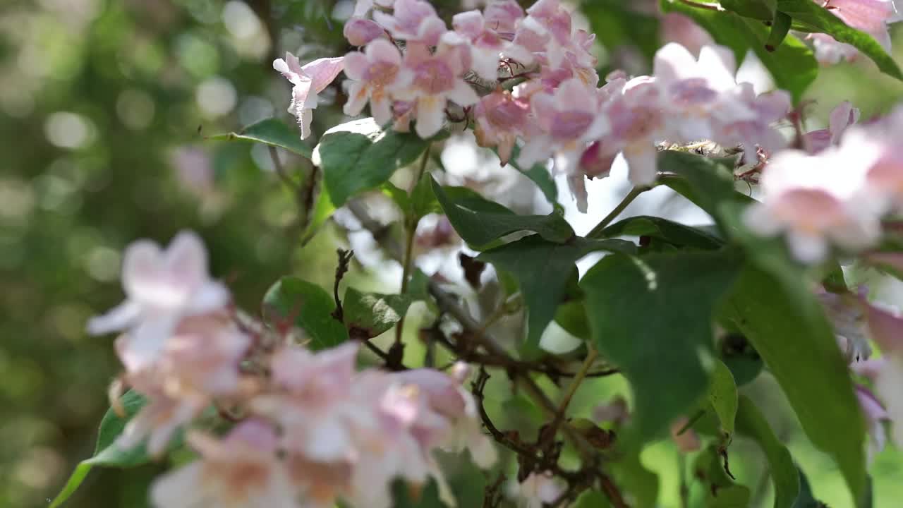 花园里的金银花视频素材