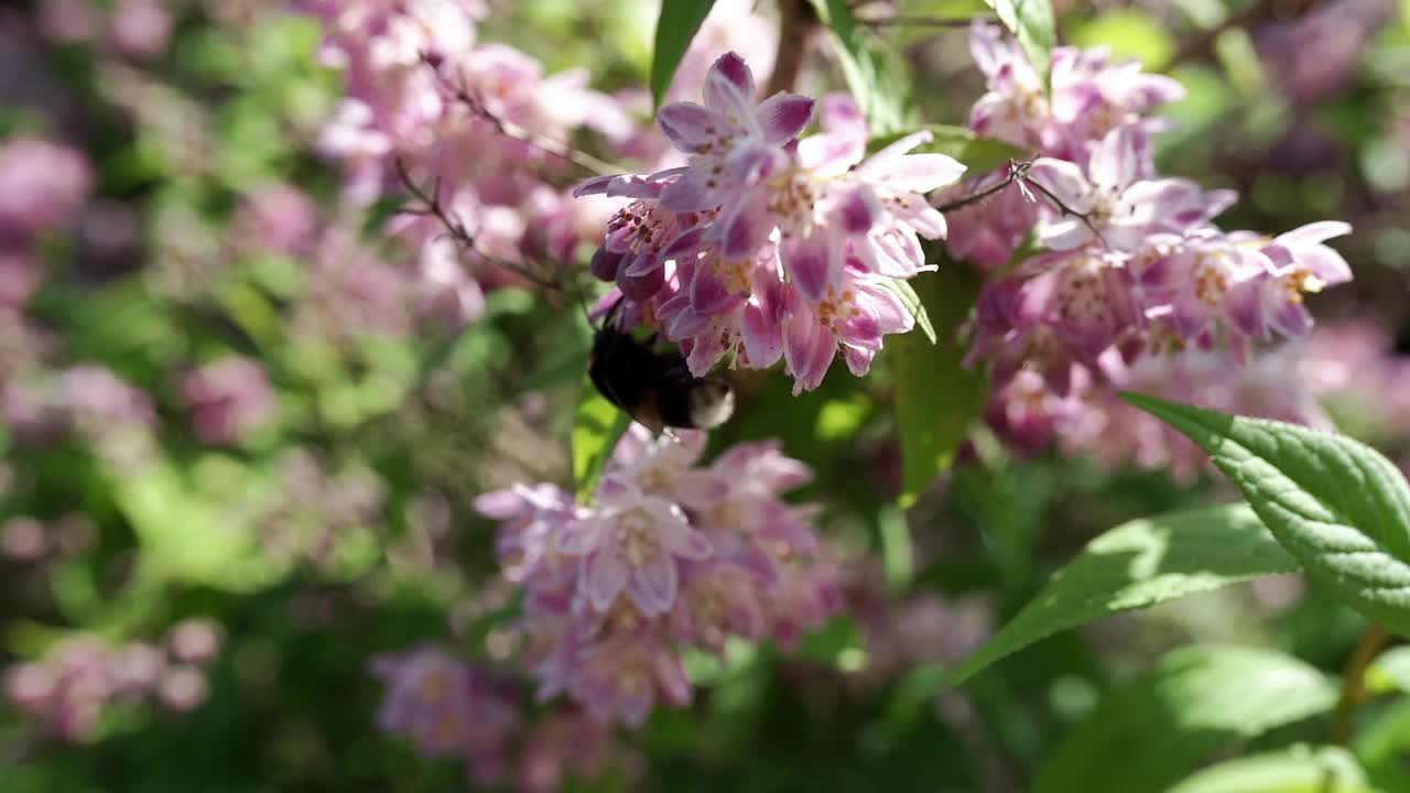 花园里的金银花视频素材